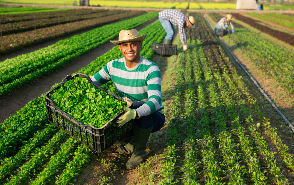 Farm Worker Jobs in Italy with Visa Sponsorship 2026 (€11–€12/hr)