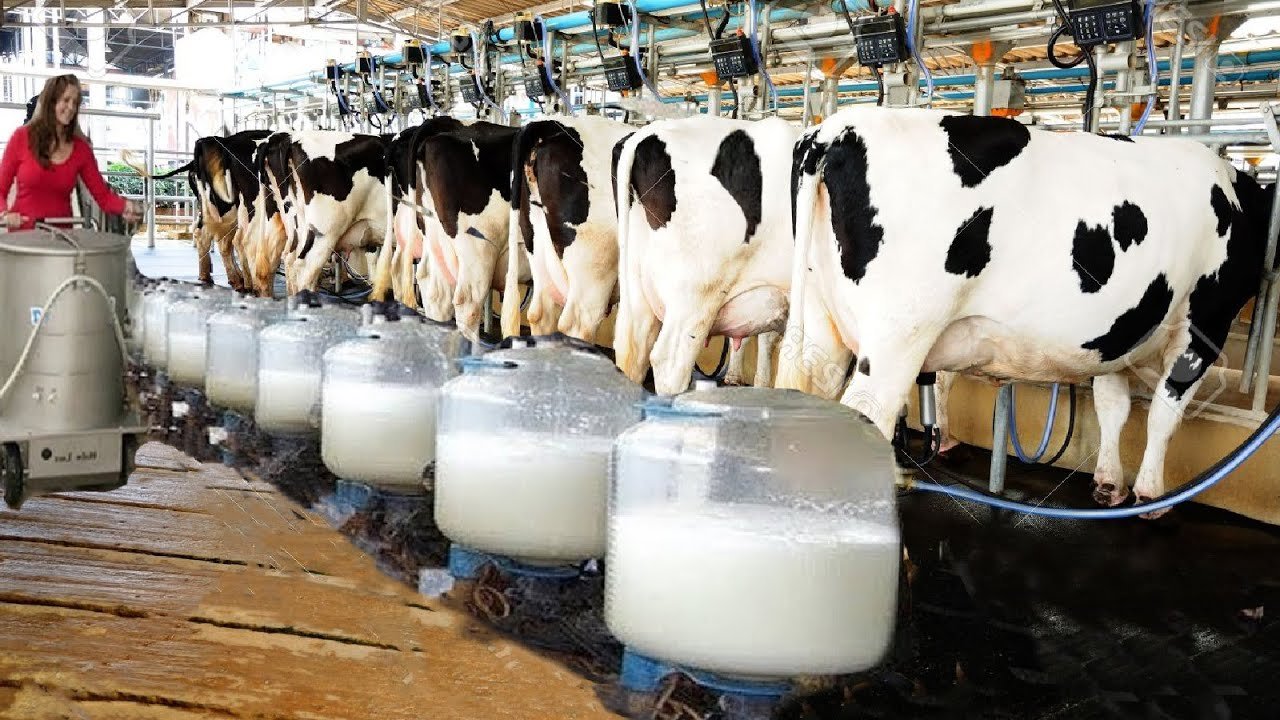Dairy Farm Jobs in Canada